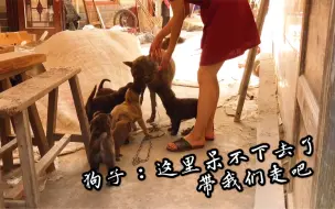 Download Video: 一只要被现主人放弃的虎斑犬大宝，已经迫不及待想回娘家了