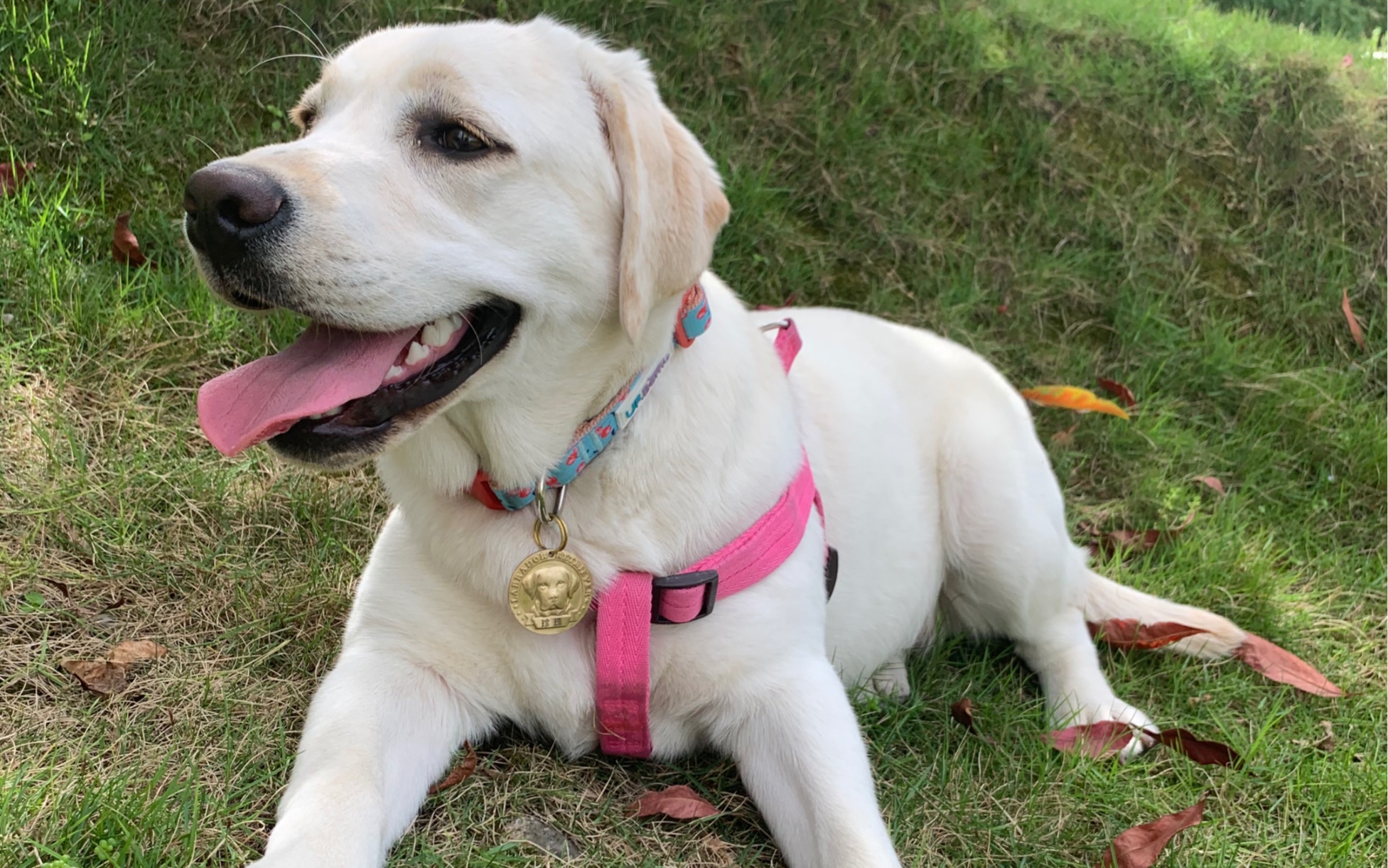 拉布拉猪_哔哩哔哩_bilibili