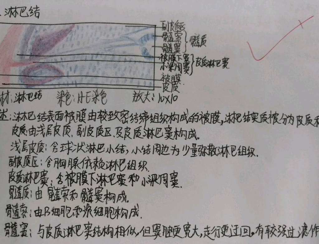 [图]组胚实验作业（大一上学年）