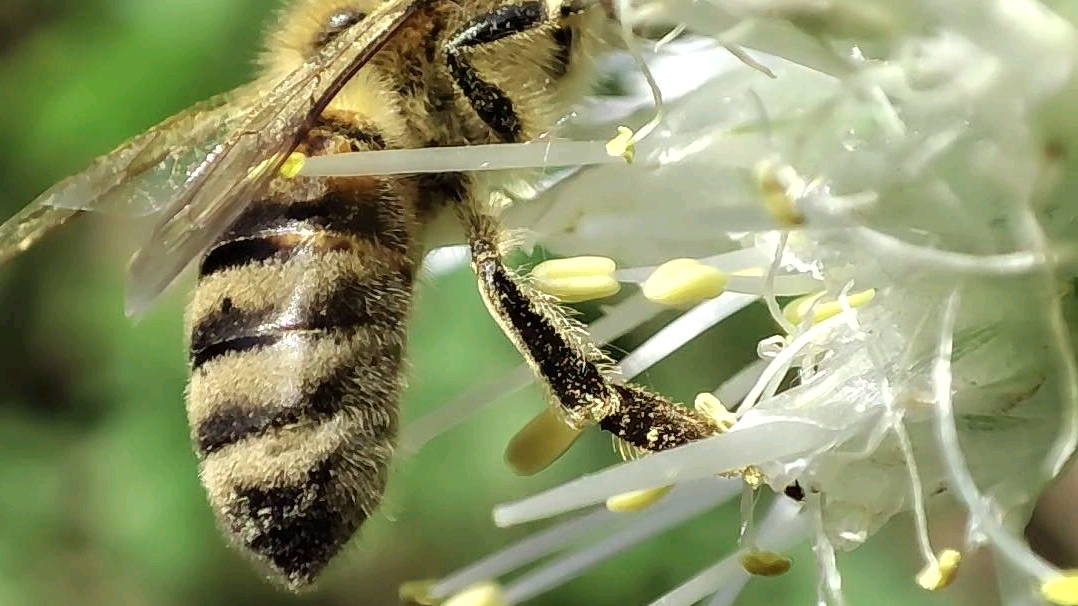 红米k30pro微距:勤劳的蜜蜂_哔哩哔哩 (゜-゜)つロ 干杯~-bilibili