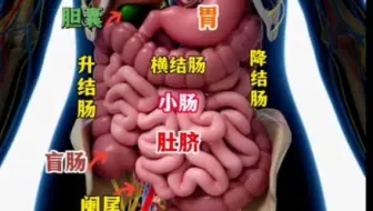 人体结构图