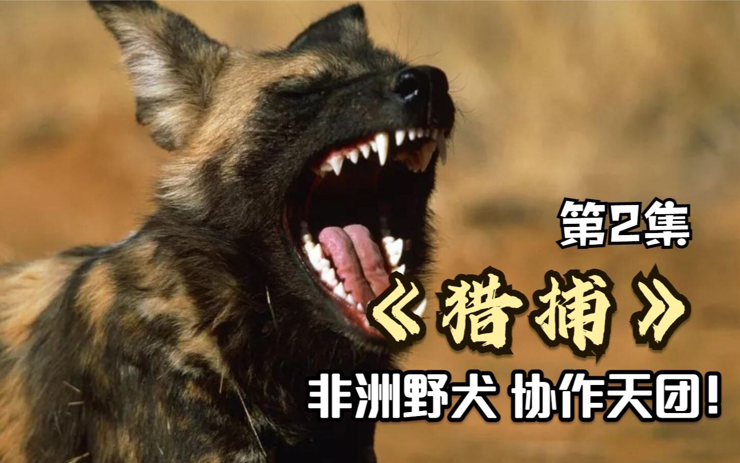 纪录片《猎捕》第2集,非洲猎犬的协作能力好强,角马直接被追死