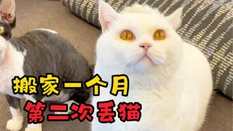 搬家第一个月，丢了两次猫