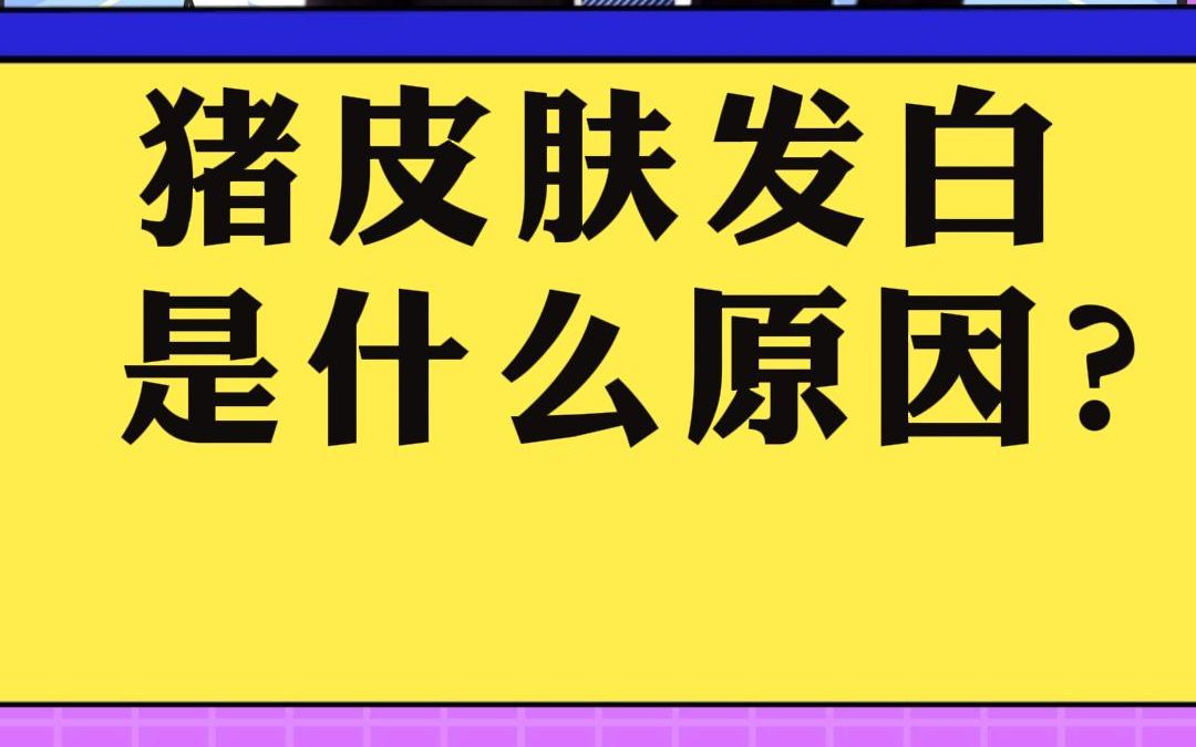 猪身上发白的四个原因!猪毒素蓄积导致肝脏损伤造成的贫血要格外重视!#养猪 #猪贫血 #猪皮肤发白 #猪亚健康 #龙昌猪用胆汁酸哔哩哔哩bilibili