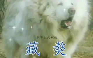 雪山犬王 搜索结果 哔哩哔哩 Bilibili