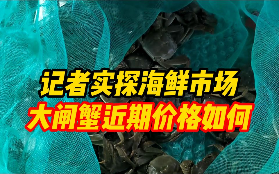 大闸蟹近期价格如何?合适入手吗?记者实探海鲜市场哔哩哔哩bilibili