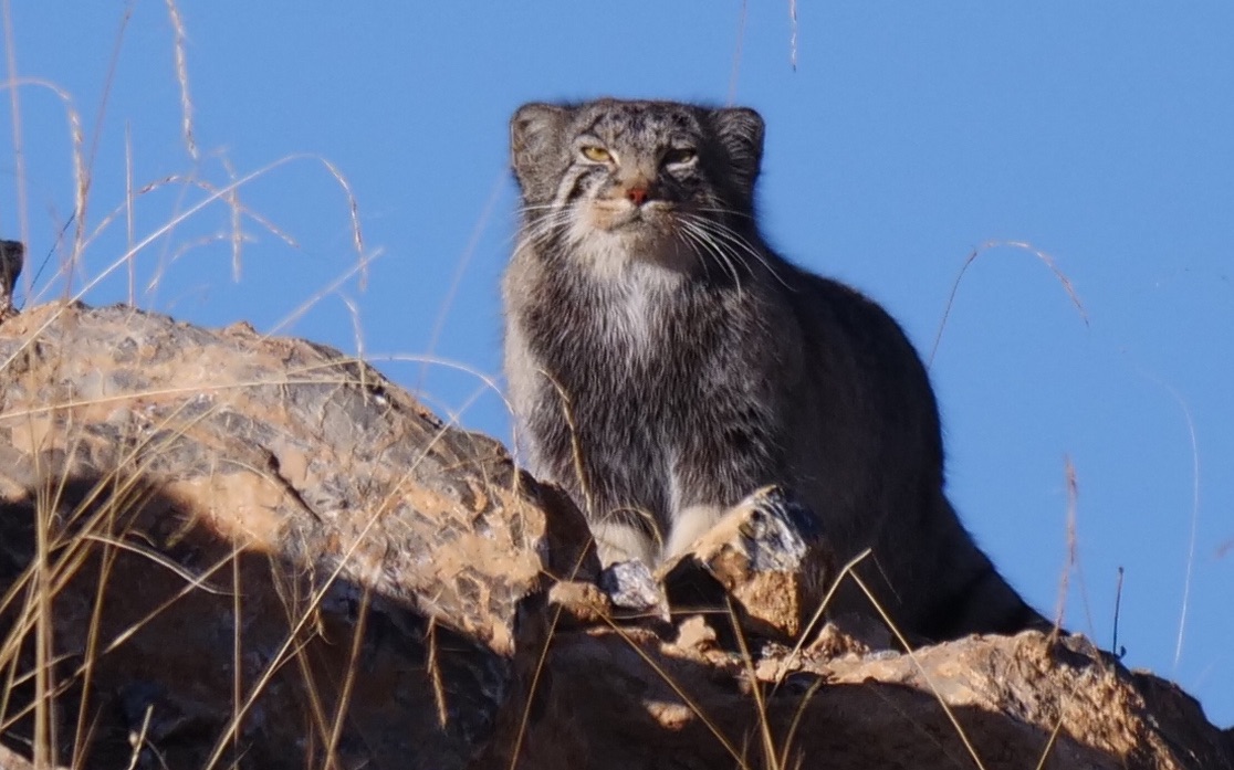 若尔盖精灵-兔狲/pallas cat_哔哩哔哩 (゜-゜)つロ 干杯~-bilibili