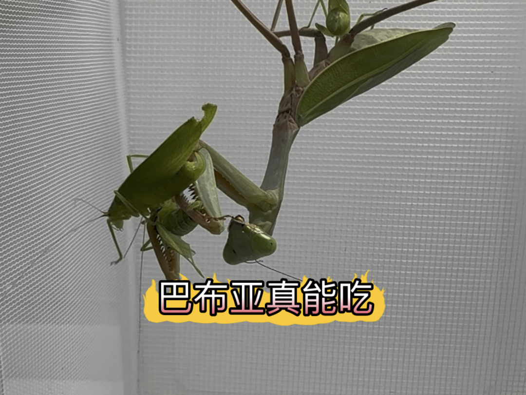 巴布亚斧螳真能吃