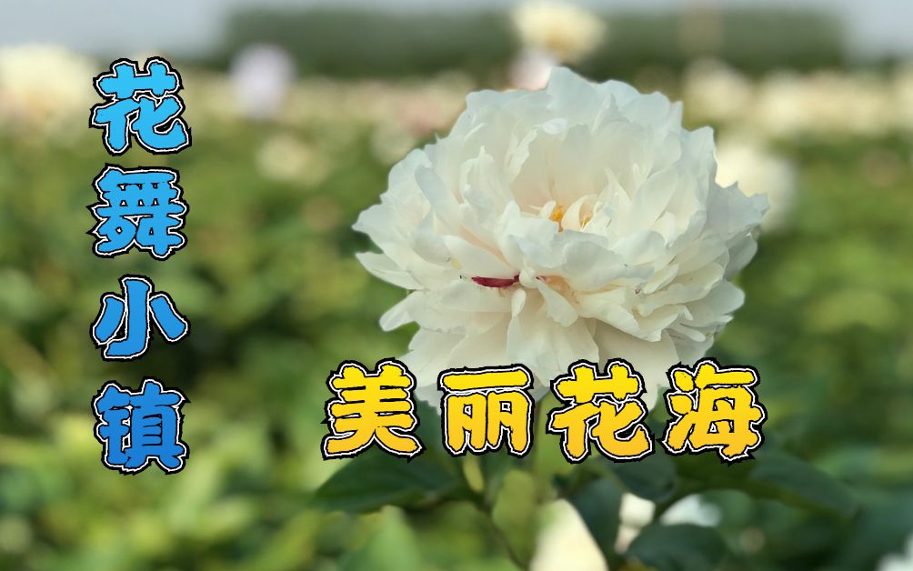 [图]河南许昌：市区往南花舞小镇，这片花海太美了！ 处处是花香！