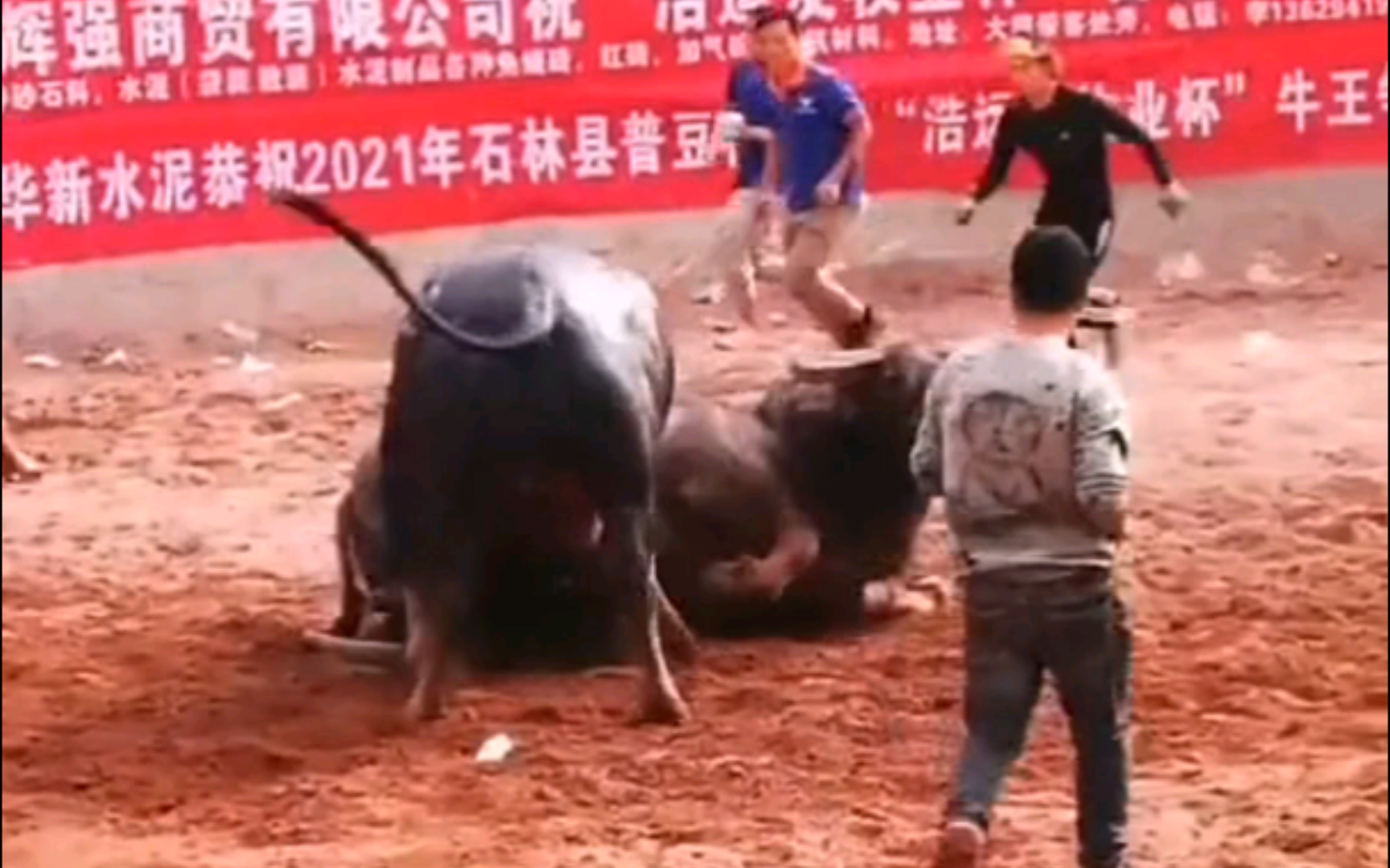 牛王争霸赛:一不注意,四脚朝天,惨不忍睹