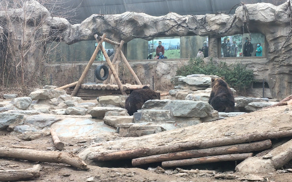 【棕熊】北京动物园里棕熊慵懒的打闹