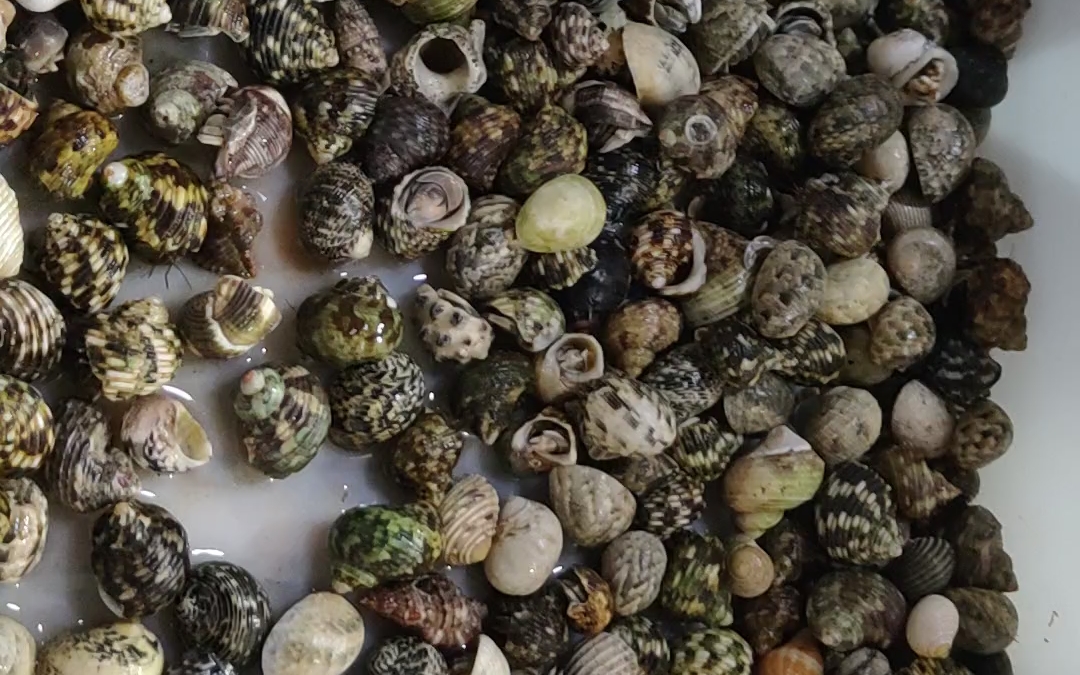 [494]第一次看到寄居蟹