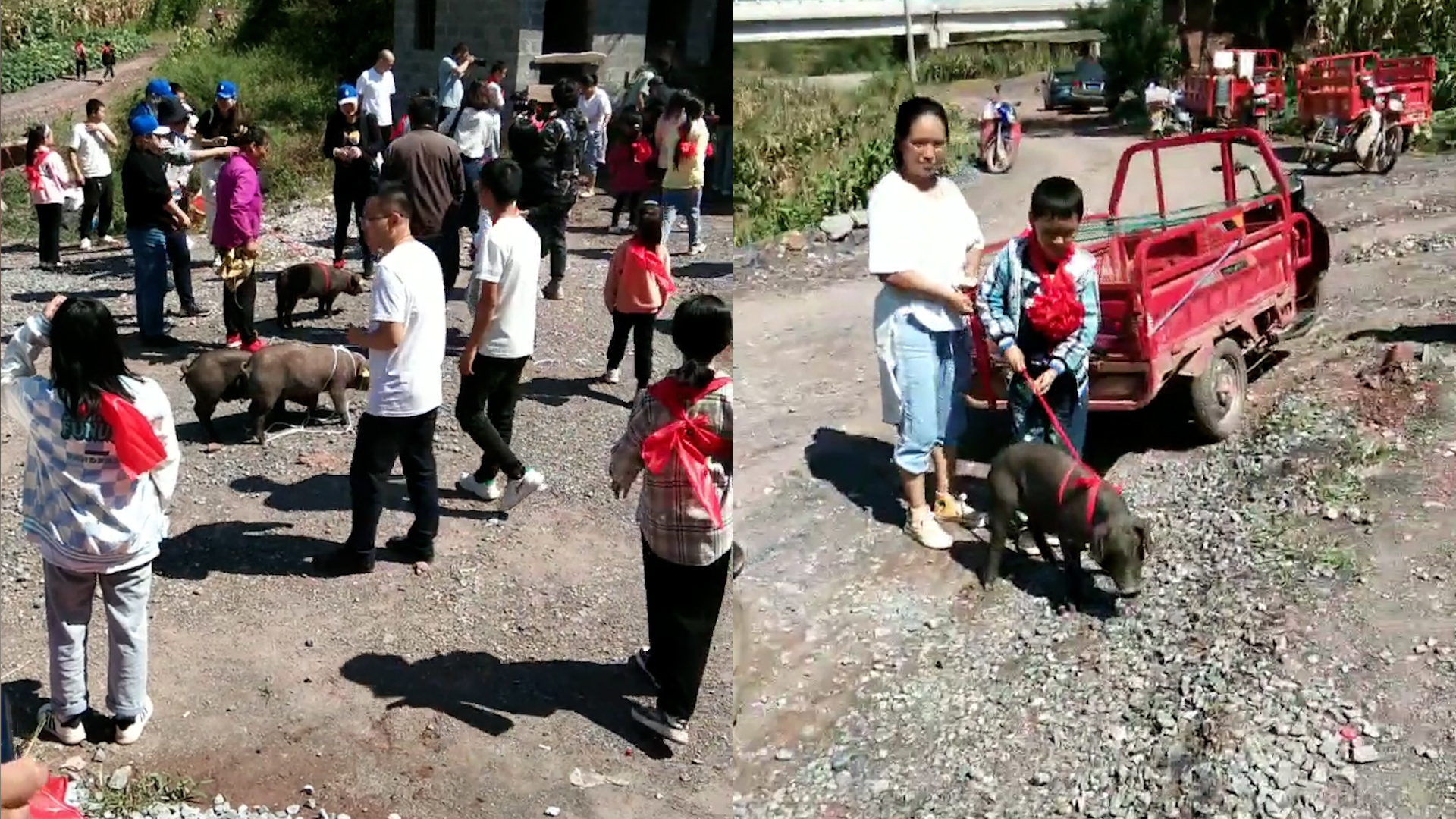 [图]学校奖励每人一头猪，孩子戴着大红花满怀期待，围观人群羡慕不已