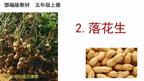 五年级上 落花生 课文学习 落花生名字的由来 你知道吗 哔哩哔哩