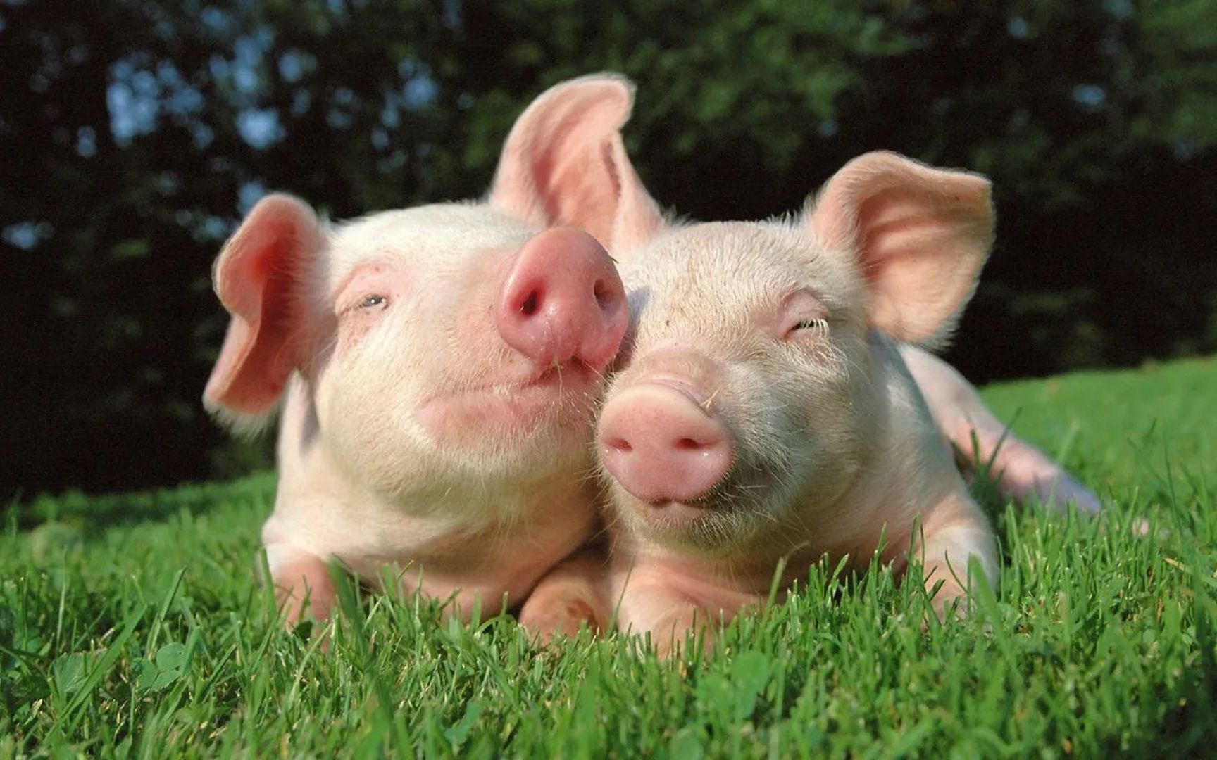 仔猪价格开启连涨通道 生猪后市预期需理性看待