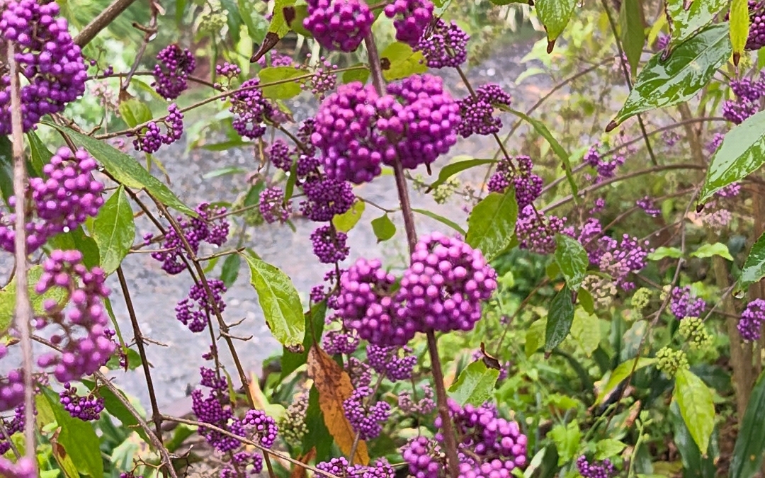 华紫珠,冬日里难得的观果佳植.