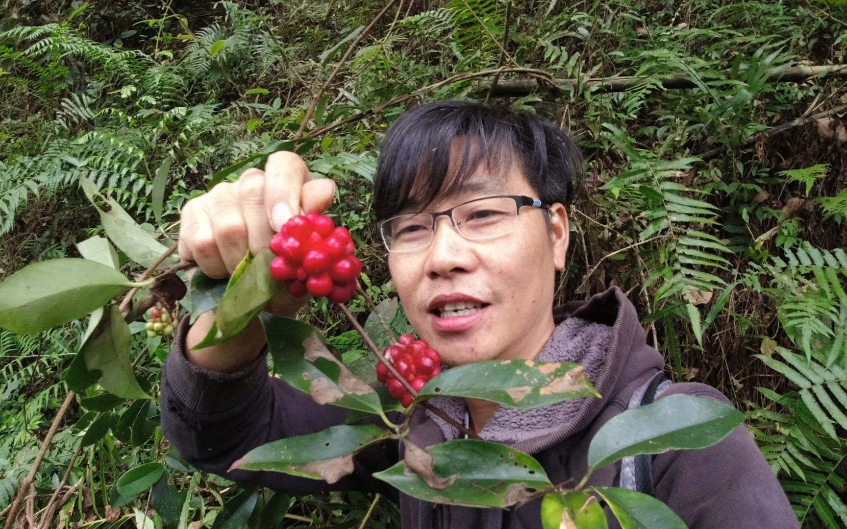 大山里发现珍贵而稀少的野果"洒饭团"很诱人,拍给大家认识一下