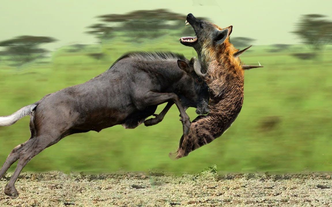 角马面对鬣狗勇敢战斗挣扎求,生 野生动物袭击