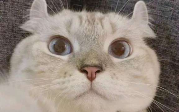 推荐一个up主自制的看猫网站!哔哩哔哩bilibili