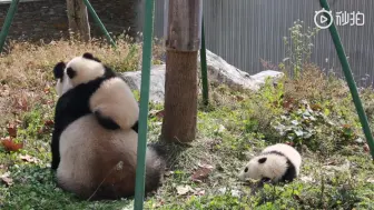 Download Video: 【大熊猫华美带崽】和麻麻在一起的日子，一只爬麻麻山，一只佛系宝宝