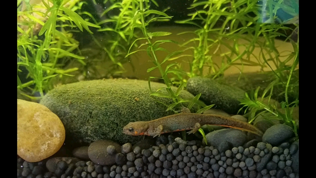 蓝尾蝾螈 cynops cyanurus.