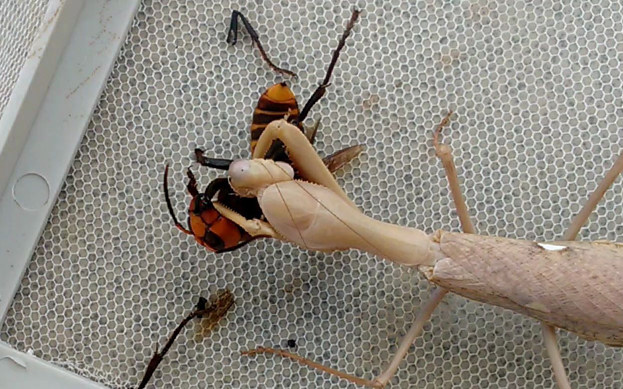 棕色非洲绿巨螳螂捕食日本大黄蜂