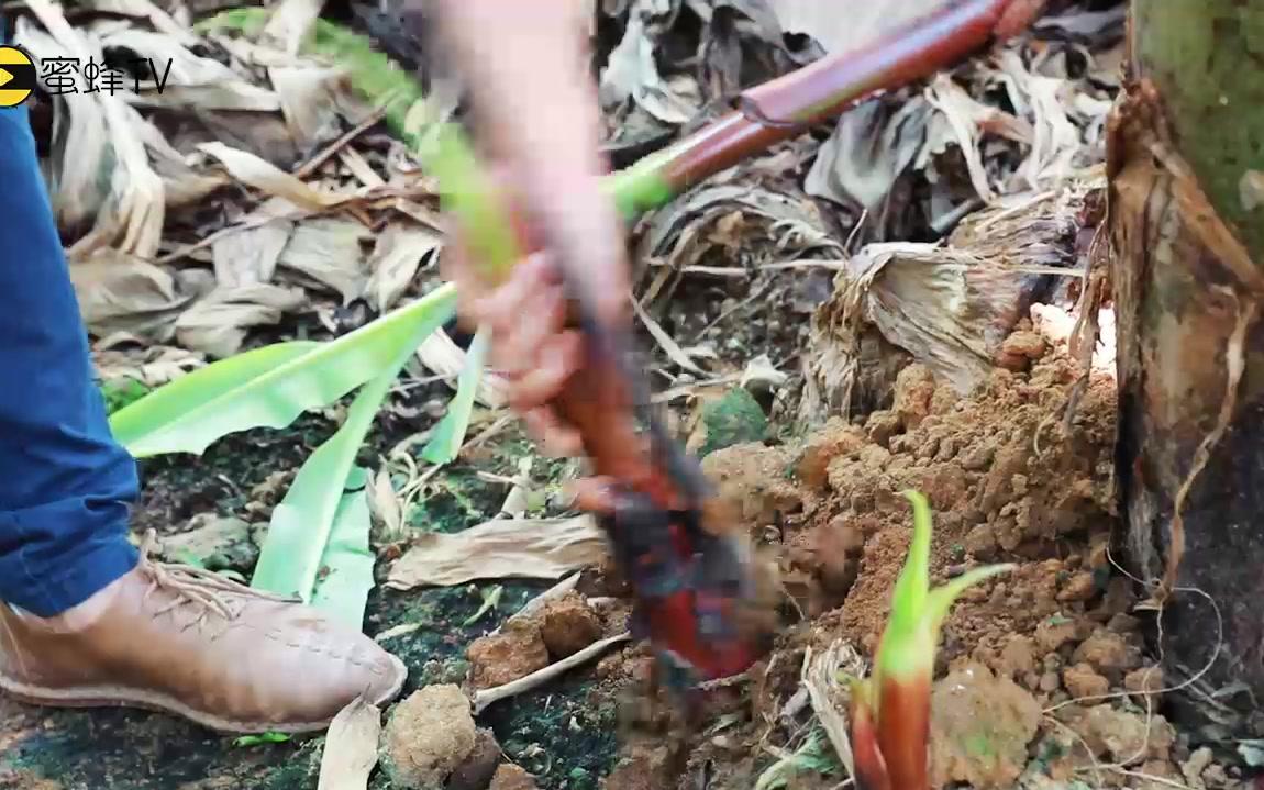 香蕉怎样正确除芽?快来看看种植专家是怎样操作的,非常实用!哔哩哔哩bilibili