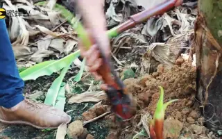 香蕉怎样正确除芽？快来看看种植专家是怎样操作的，非常实用！