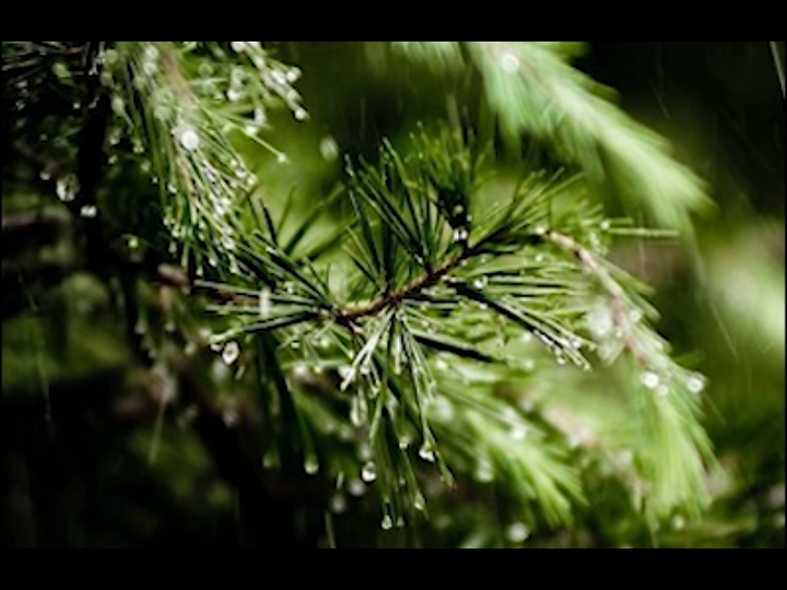 [图]书香纯音乐-松雨