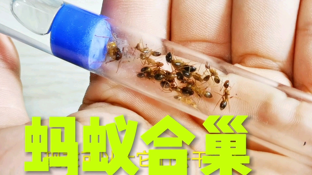 [图]蚂蚁合巢（2）两种蚂蚁相处和谐，目前没有打斗迹象