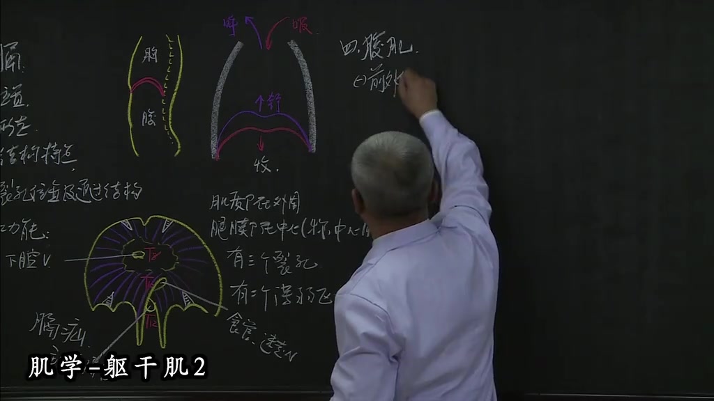 [图]霍琨老师-人体解剖学-系统解剖学全集