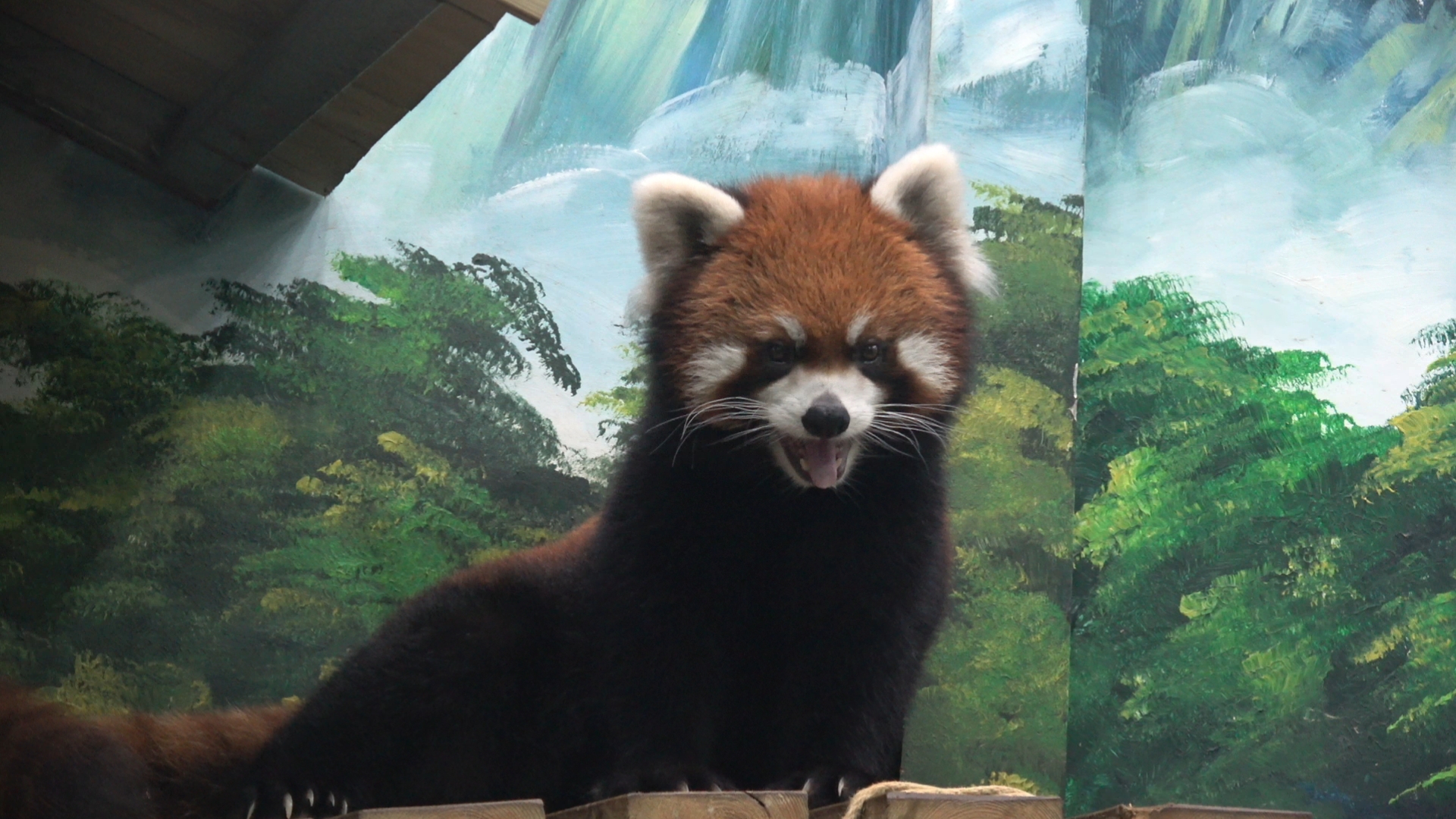 【小熊猫窝窝头】难得拍到不严肃的窝窝头,虽然有时看不到眼睛在哪里