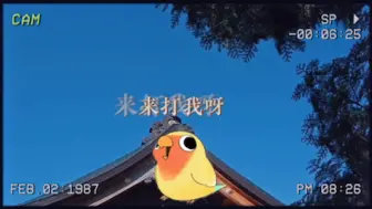 Video herunterladen: 刀宗：我不想跟整个武林为敌！鹦鹉：不！你想