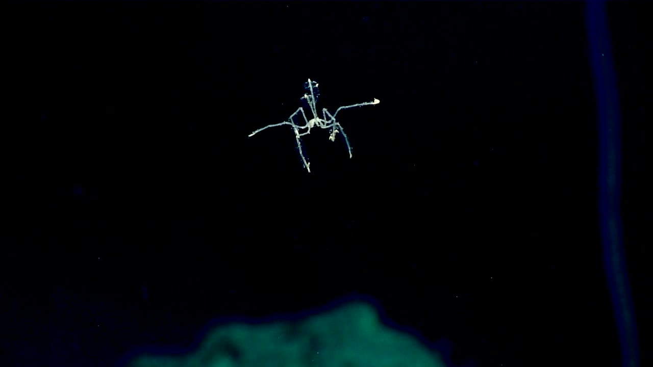 noaa深海探测墨西哥湾探测计划拍摄到的一只游动的海蜘蛛