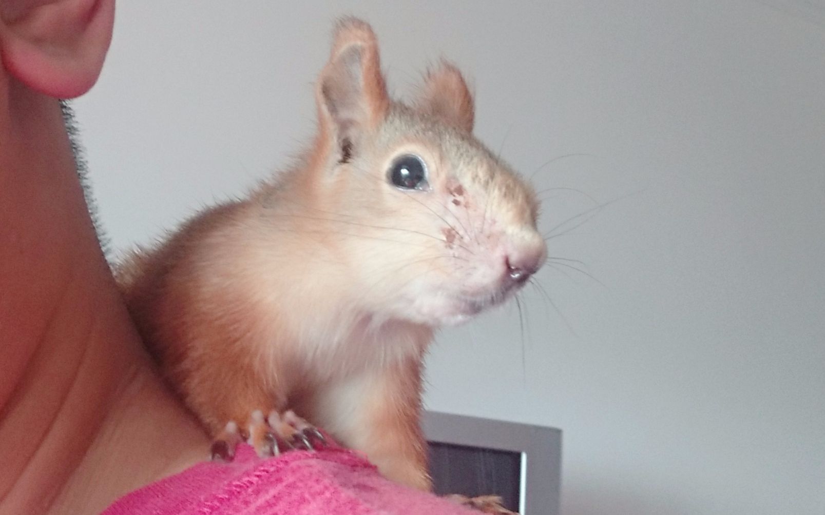 【黑仔】毁容的小玉.看起来还是萌萌哒