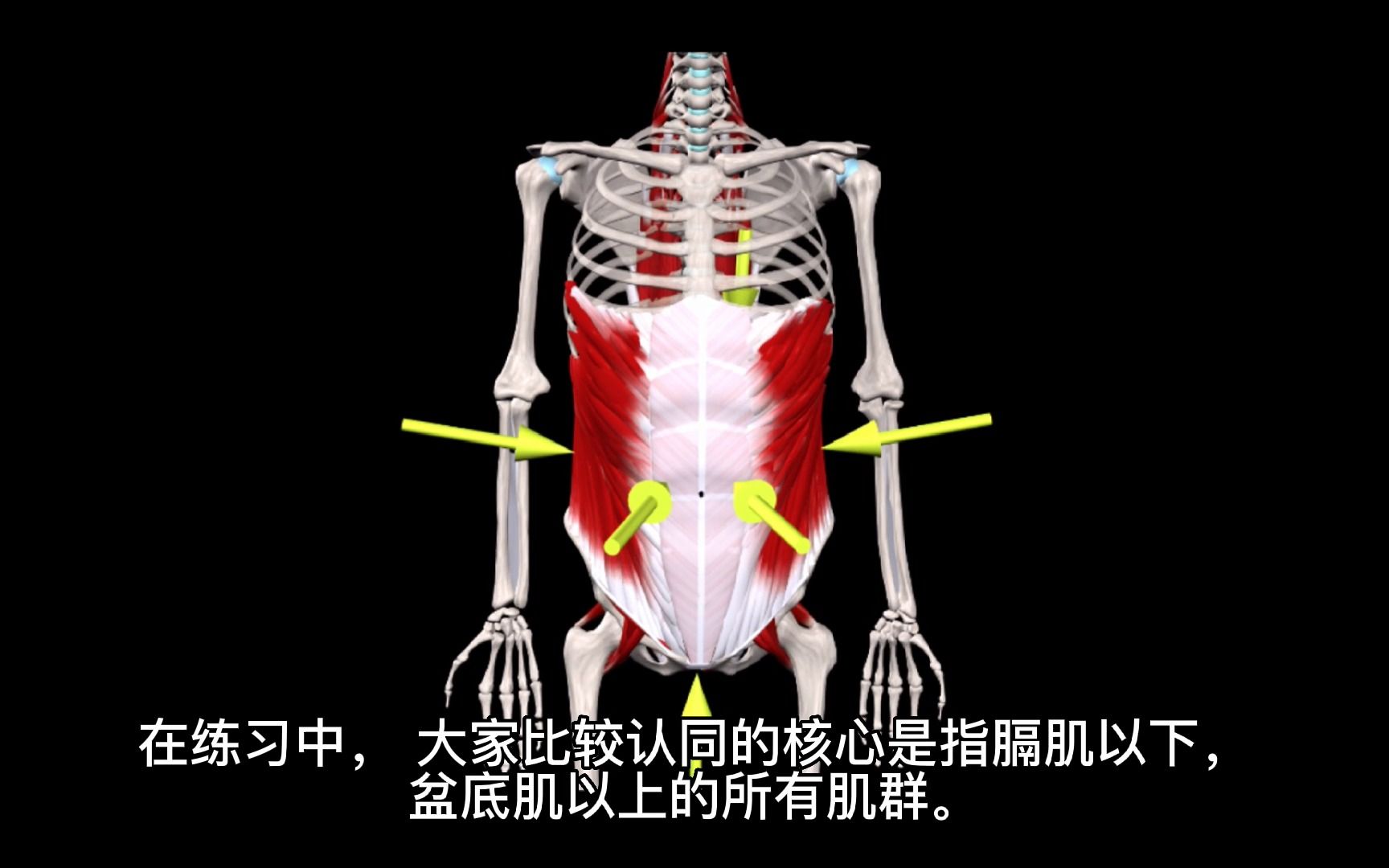 [图]“核心”肌群到底是哪些？14张解剖图清晰的告诉你！