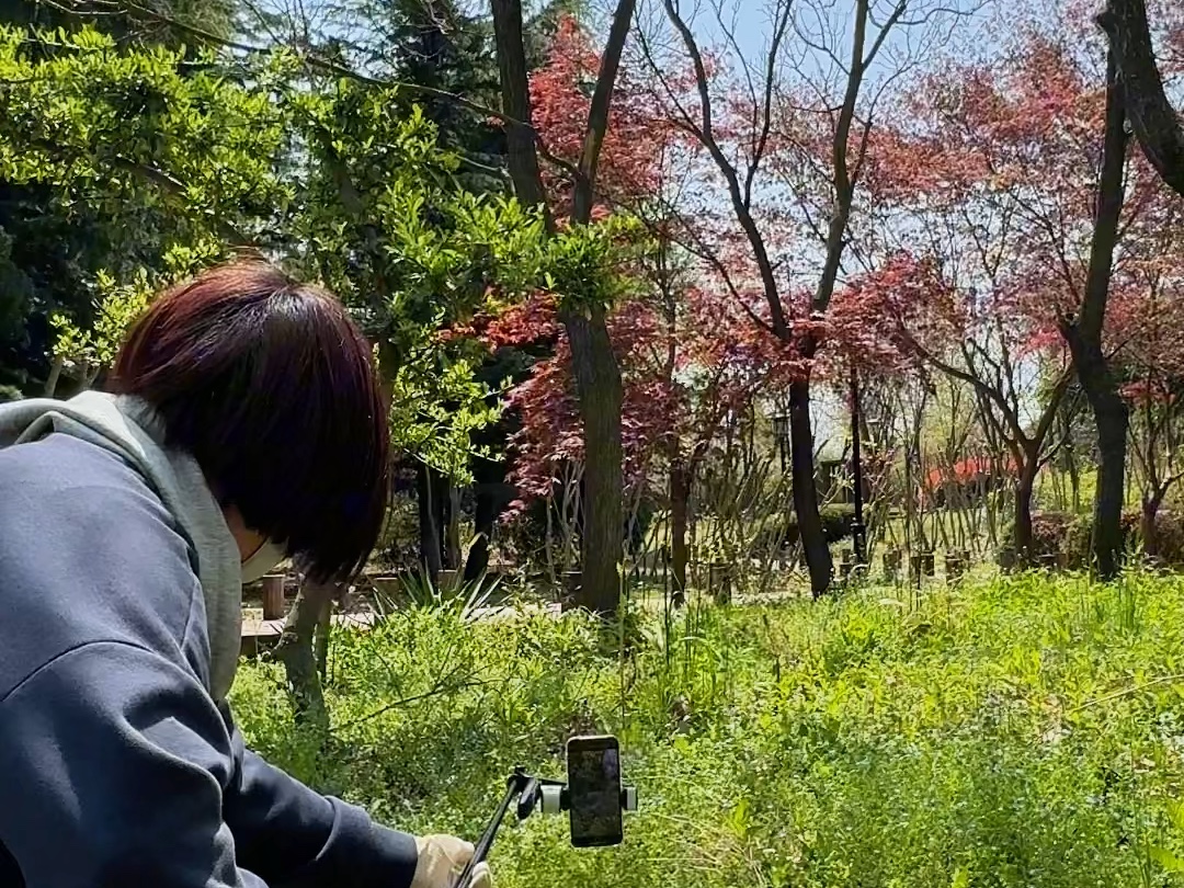 路边随处可见的野花野草怎么拍出高级感哔哩哔哩bilibili