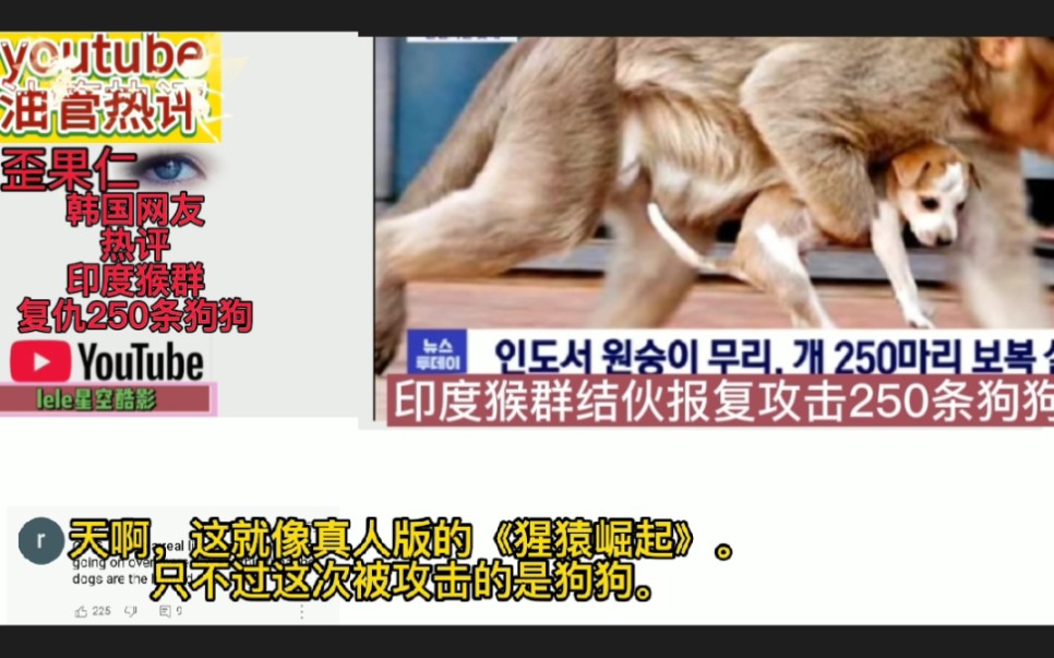 [图]韩国热评印度猴群复仇250条狗狗，调侃真人版猩猿崛起，印度网友汗颜。