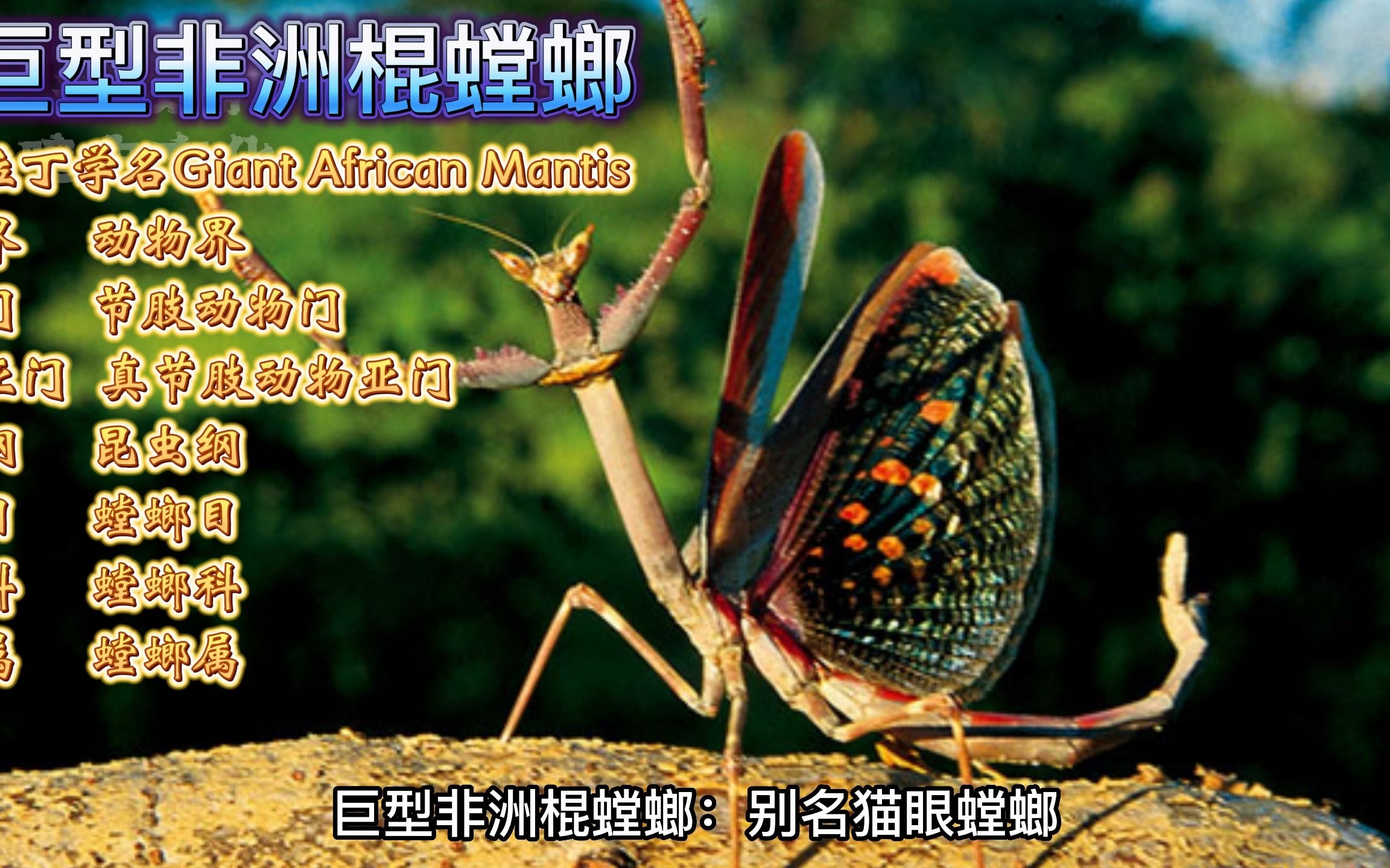 巨型非洲棍螳螂