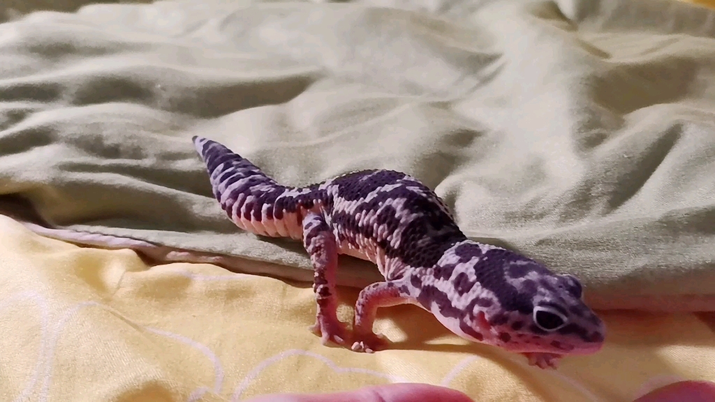 【肥尾守宫】太可爱了