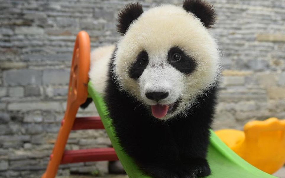 俄罗斯:大熊猫如意丁丁29日赴俄出差15年