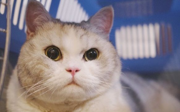 【多宝大叔】三分钟快速看猫