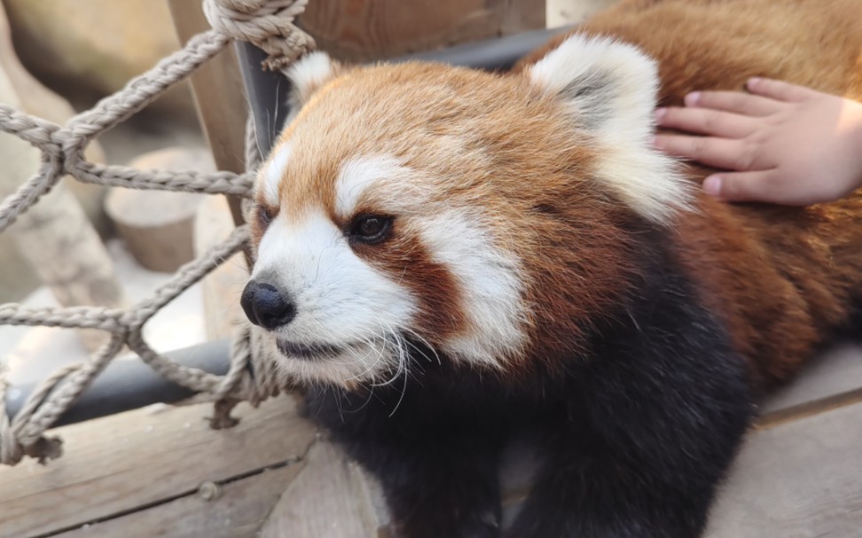 北京野生动物园的小熊猫～小浣熊 能近距离摸到好幸福哦