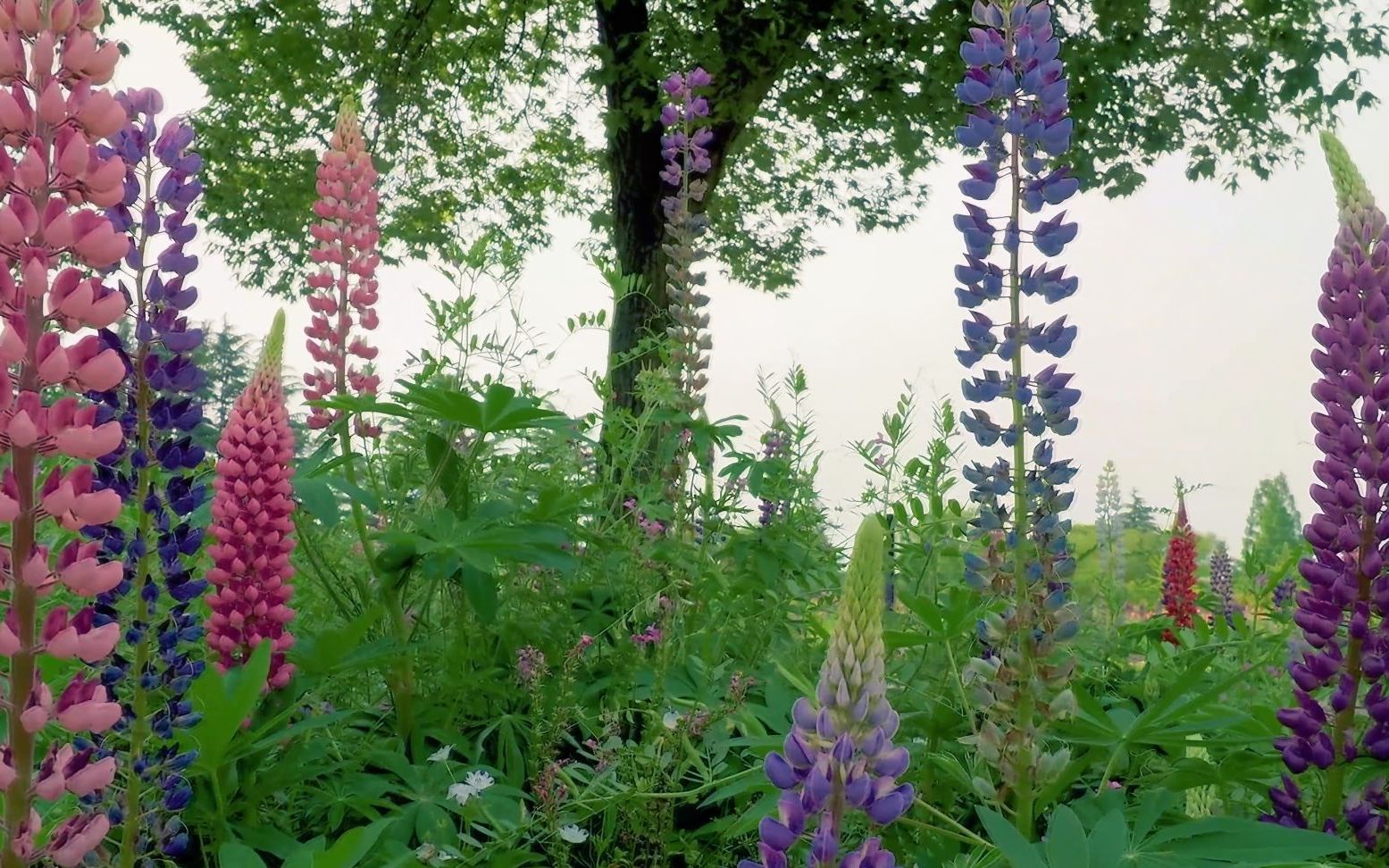 [图]4K 百花园