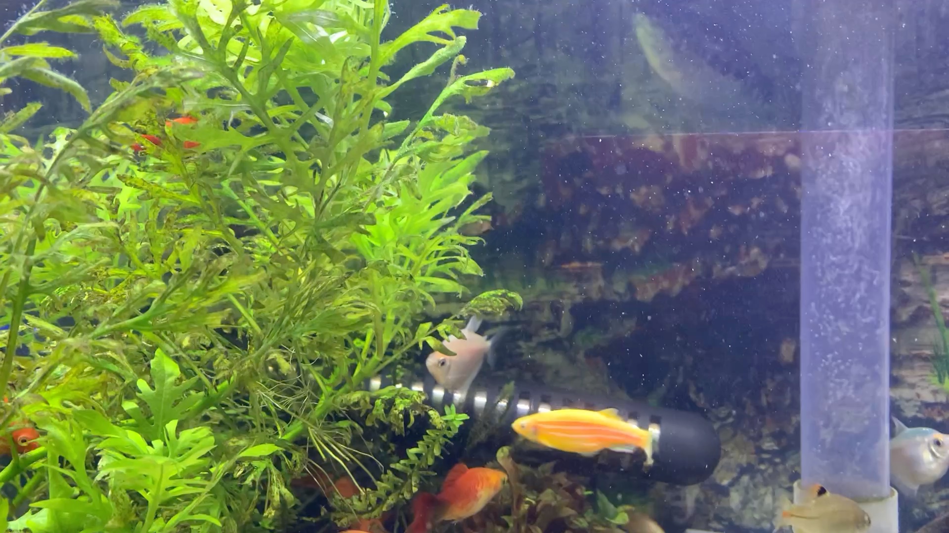 日常斗嘴的蓝皮鱼!