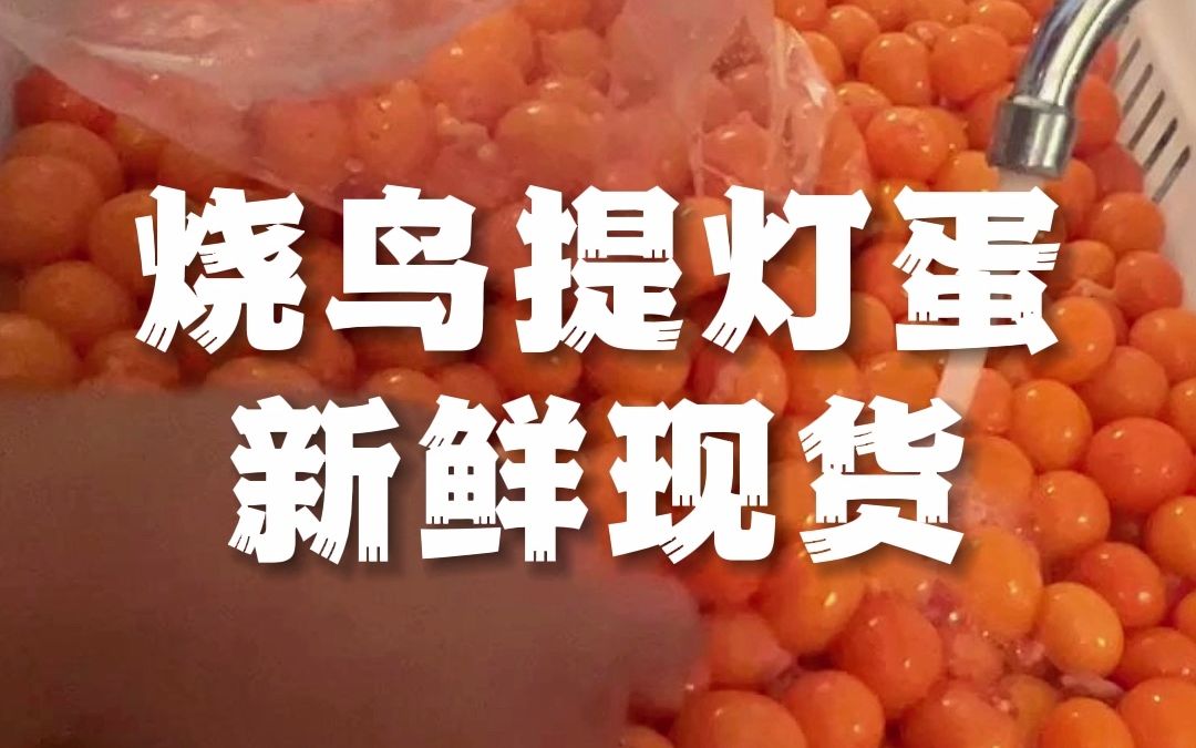 [图]【玖肆烧鸟】烧鸟提灯“蛋”新鲜现货