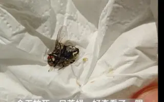 【卵胎生的麻蝇】拍死苍蝇后,它身体中爬出一堆堆小白虫