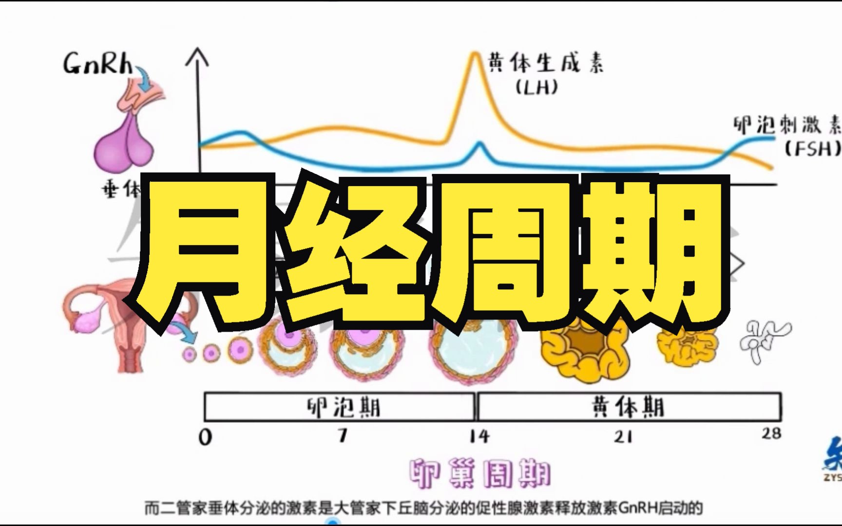 医学绘画 月经周期哔哩哔哩bilibili