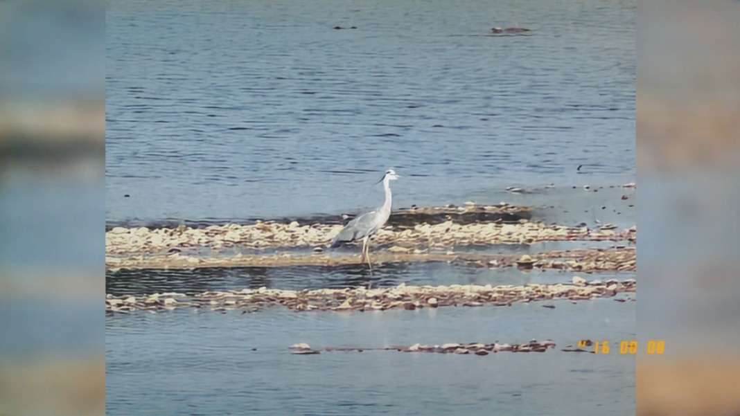 日照白鹭湾24.08