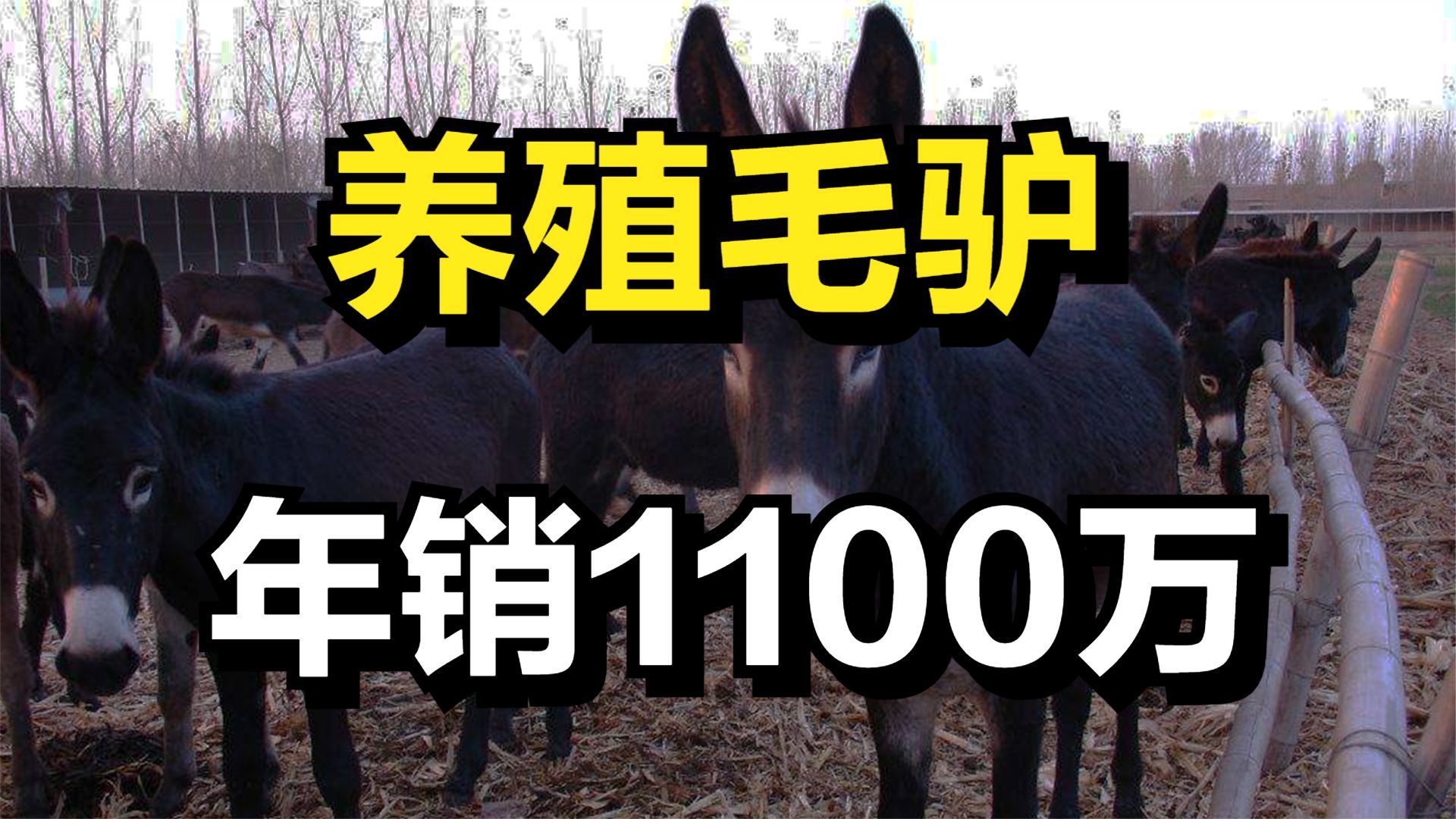 大叔返乡创业养殖毛驴,一斤驴肉最贵卖45元,年销售额达1100万元哔哩哔哩bilibili